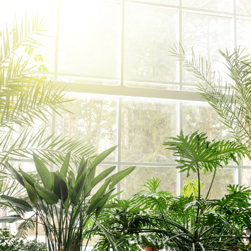 Indoor Houseplants: The Best Options for Better Health and Happiness