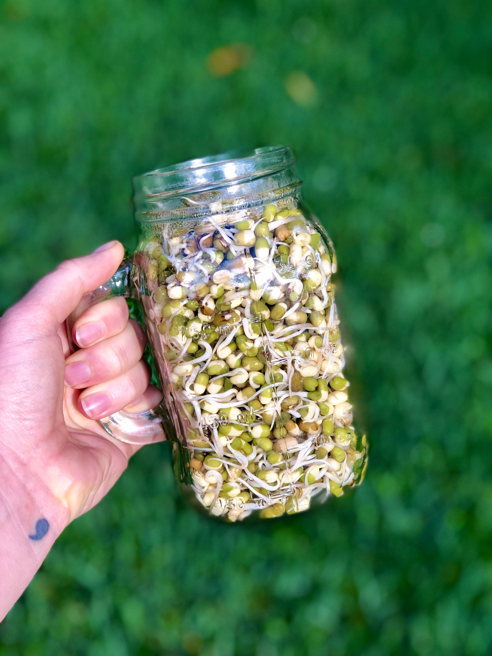 Mung Bean Green Gram Homemard DIY Sprouts Finished And Ready In a  Mason Jar Outside In Nature