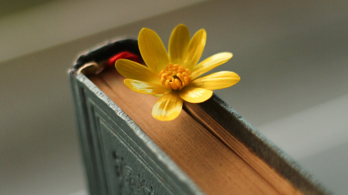 Journal with flower as book mark.  Chosen as banner for Journal, tips, articles & good news for Eden Tree Eco website.