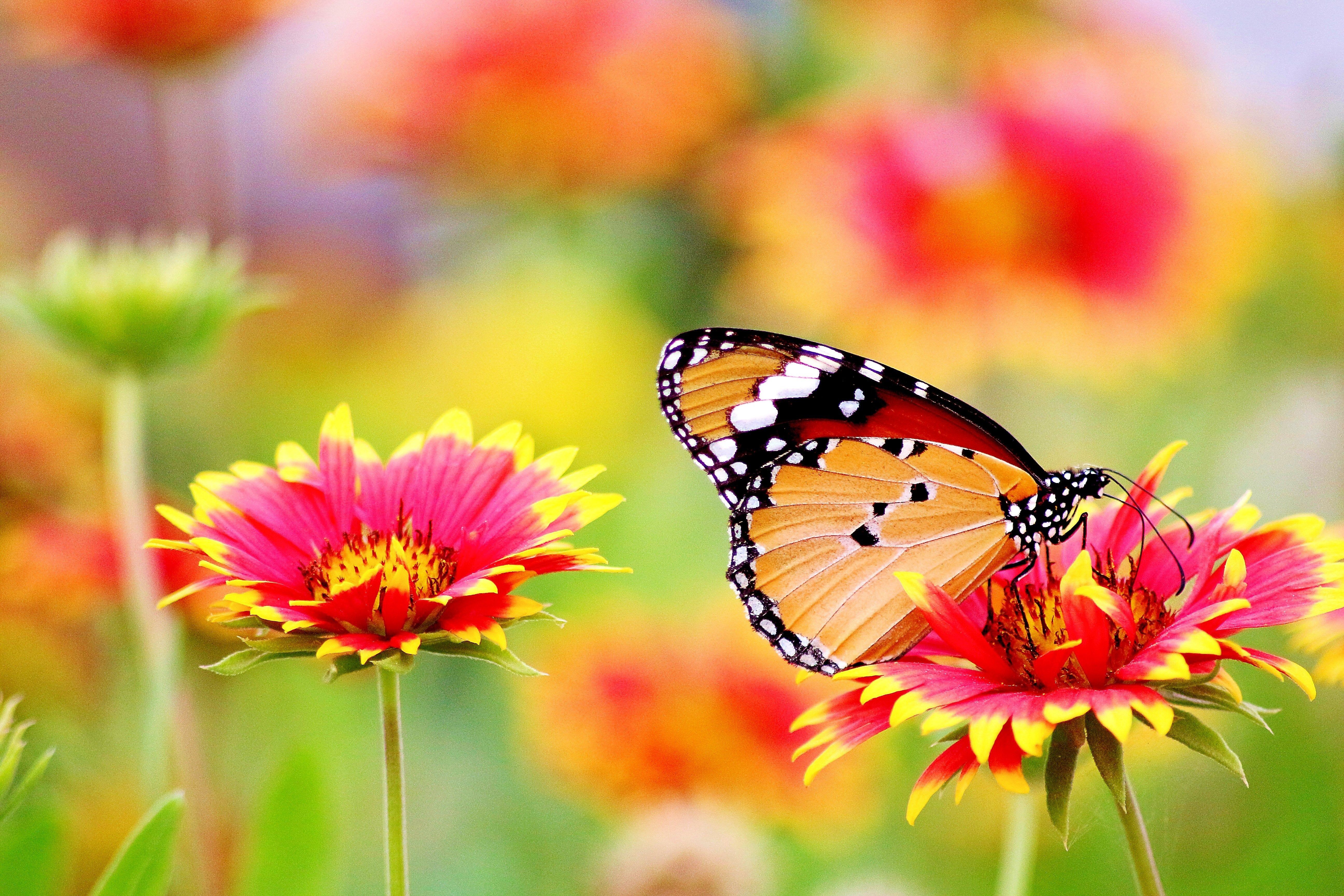 Orange, White, Black, Red Butterfly pollinating beautiful Pink, Red & Yellow flowers.