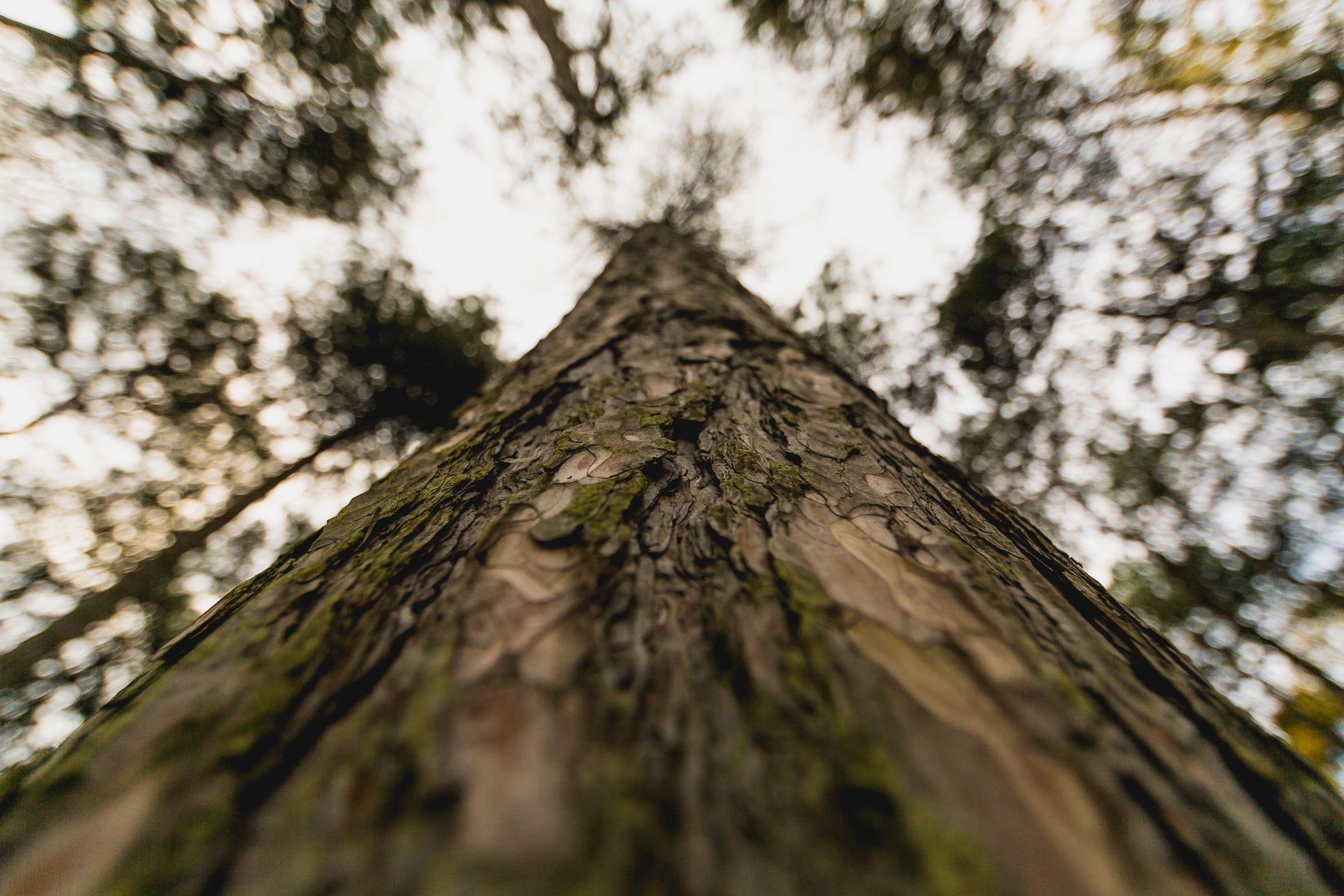 View looking up a tree trunk to the sky in a forest