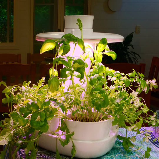UrbiPod - Australia's #1 Indoor Self Watering Smart Garden Kit