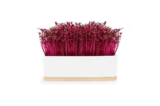 Microgreens Mini Garden Grow Kit - Ruby (Amaranth)