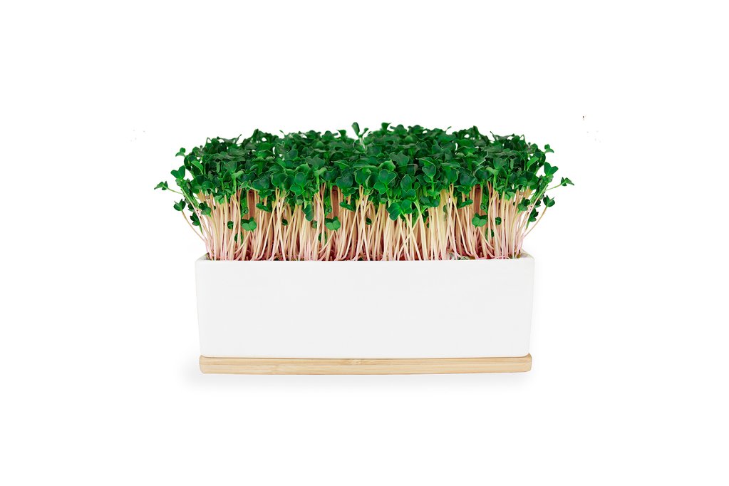 Microgreens Mini Garden Grow Kit - Pink Kale