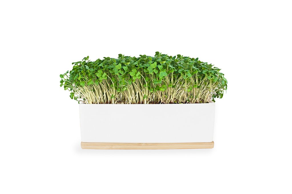 Microgreens Mini Garden Grow Kit - Mustard Sprouts