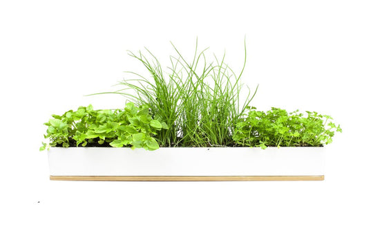Micro Herbs Windowsill Grow Kit