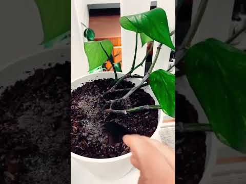 Indoor Plant Soil Food 400g